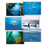 Wyland Nature Photography Note Cards – set of 6