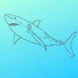 Great White Shark – A Giant Predator – FREE Download!